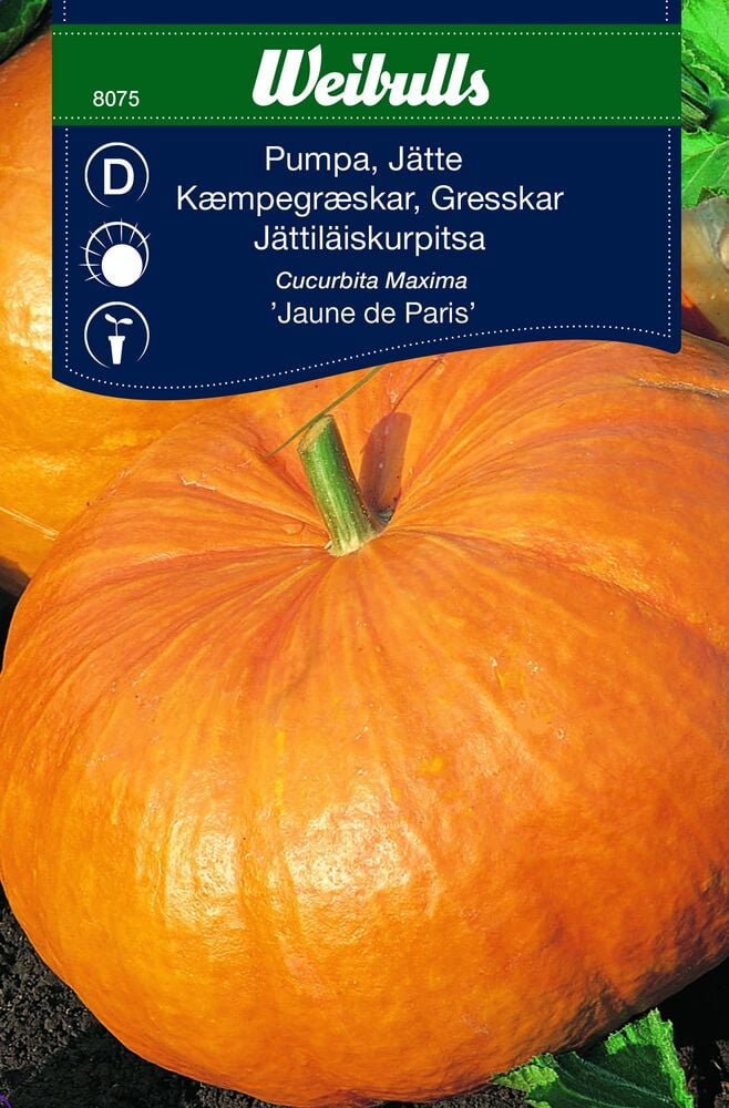 Suuri oranssi kurpitsa, jossa näkyvä vihreä varsi.