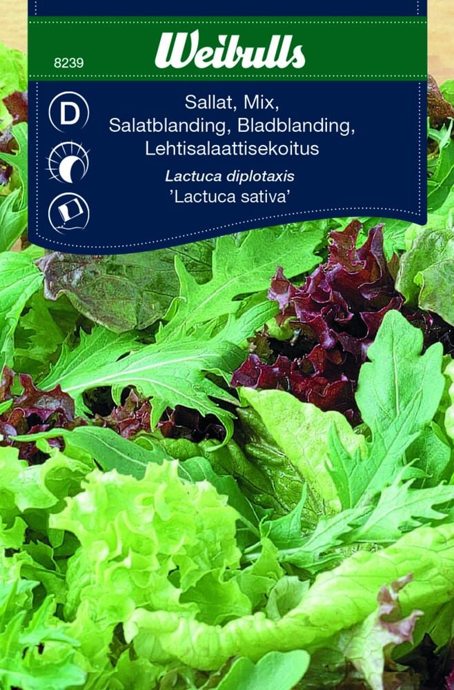 Erilaisia lehtiä vihreää ja punaista baby leaf -salaattia.