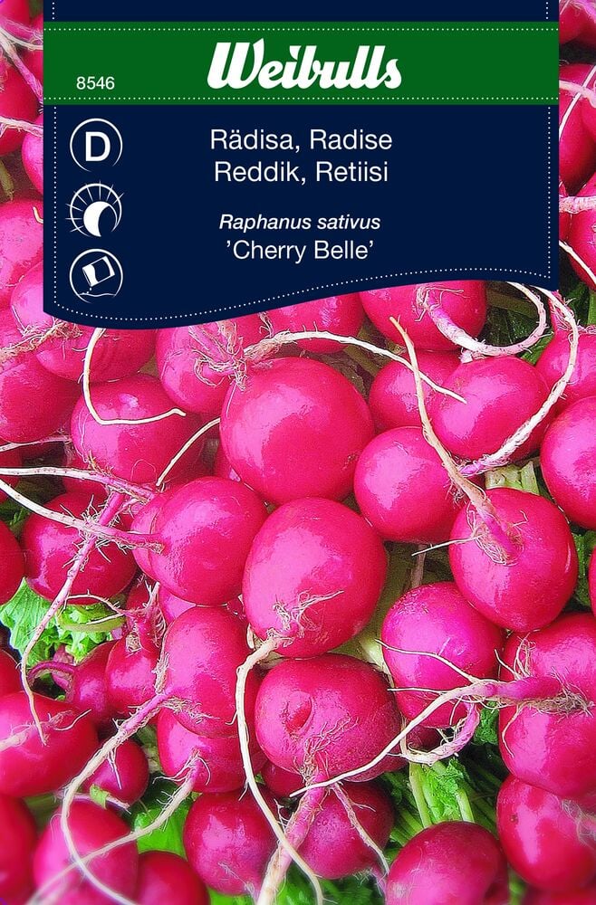 Punaiset retiisit Cherry Belle vihreillä lehdillä.