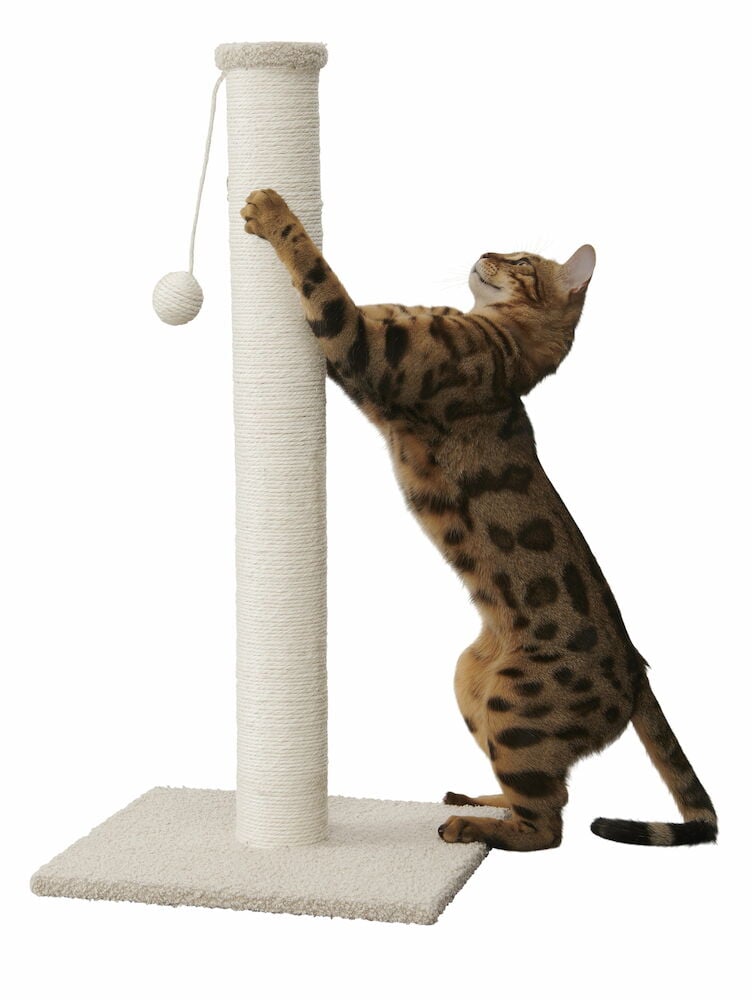 Katt klöser på offwhite klöspelare med boll.