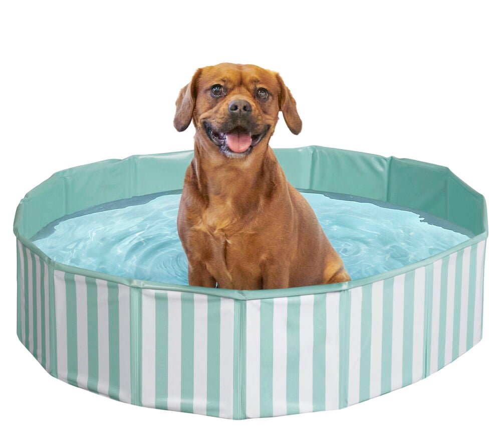 Hund i blå randig hundpool fylld med vatten.