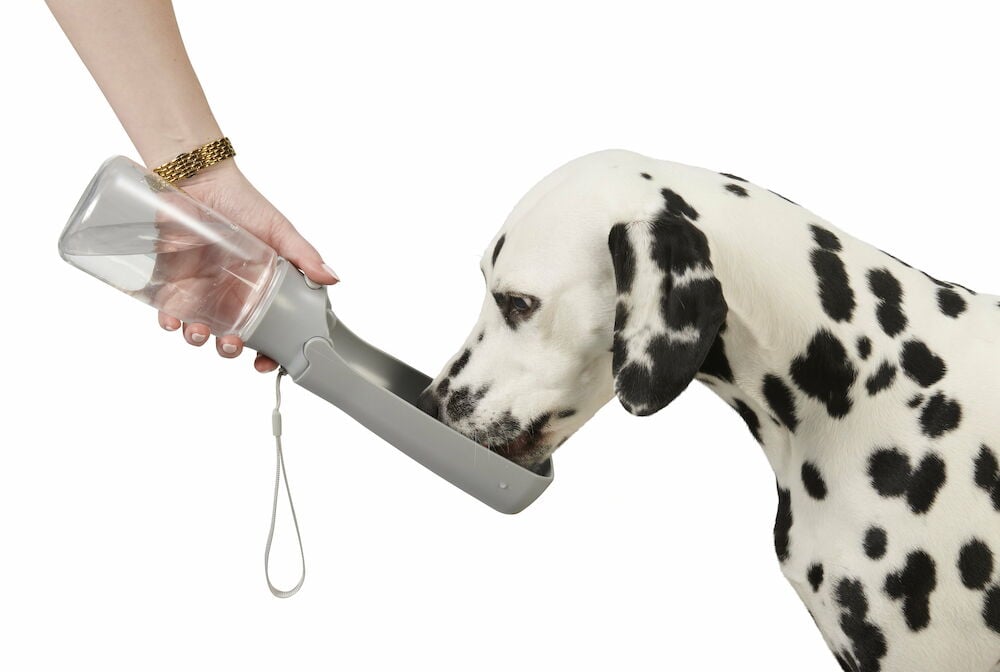 Hund dricker vatten från grå portabel vattenflaska.