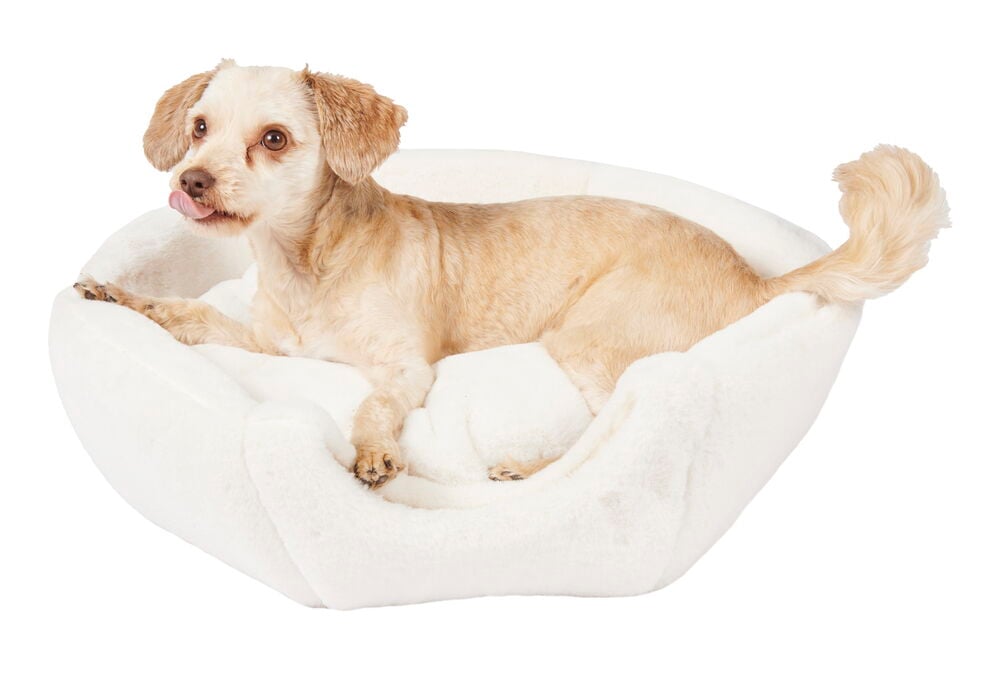 Liten ljus hund liggande i vit plyschbädd.
