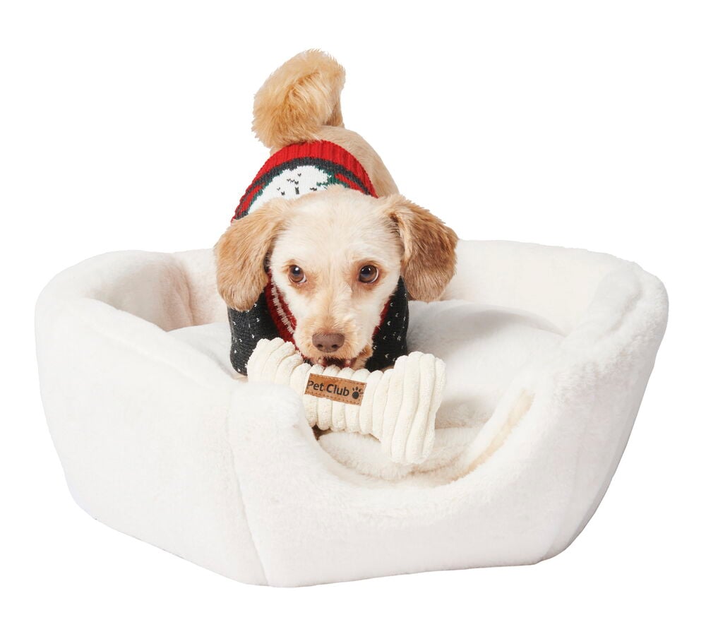 Liten hund i vit mjuk kattbädd med leksak.