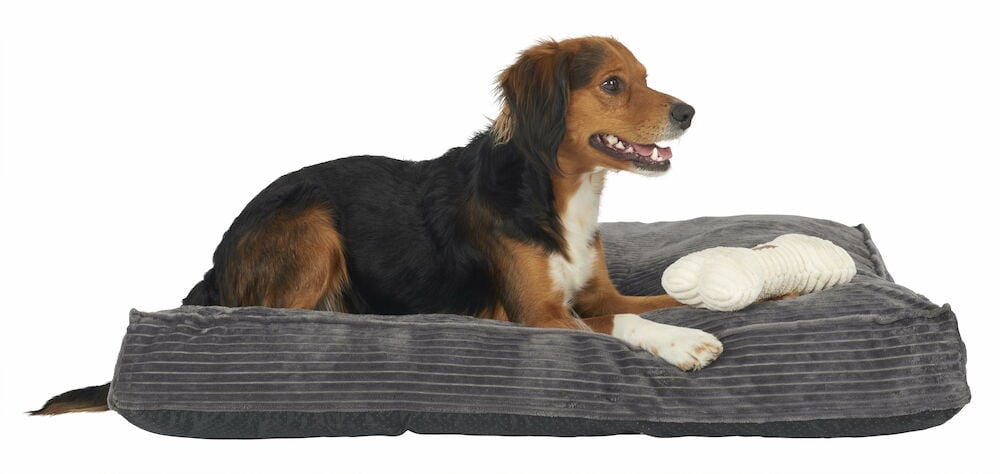 Hund ligger på grå djurbädd med leksak.