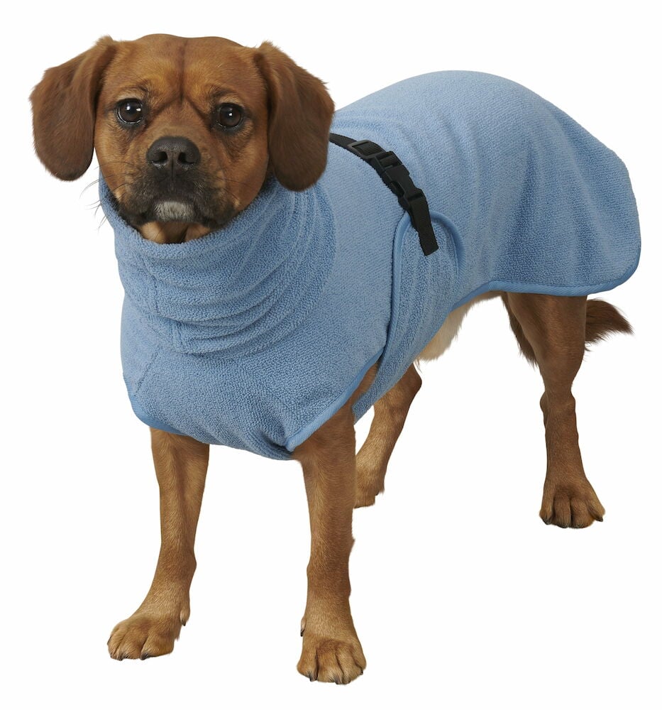 Liten hund med blå badrock och svart spänne.