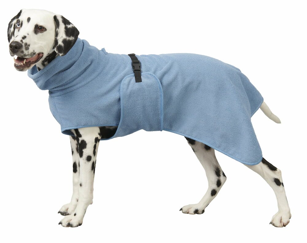 Dalmatiner med blå hög krage hundbadrock.