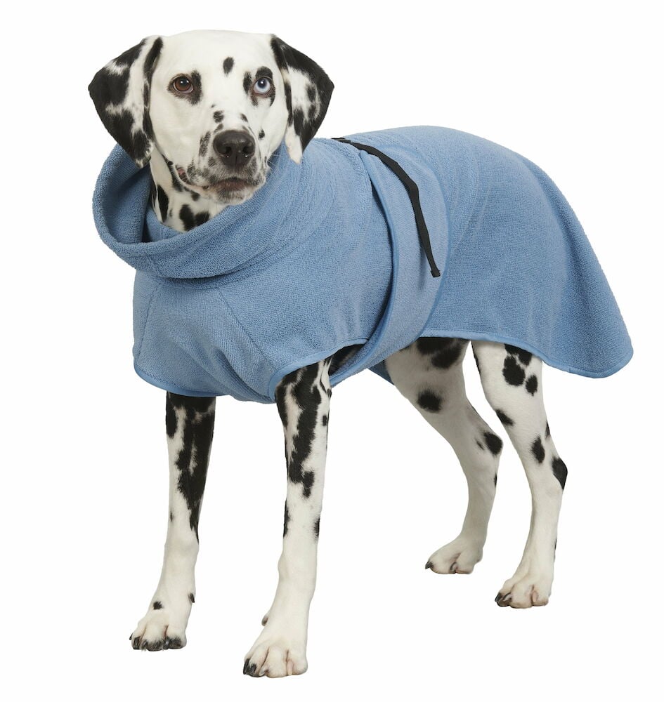 Dalmatinerhund bär blå badrock med hög krage.