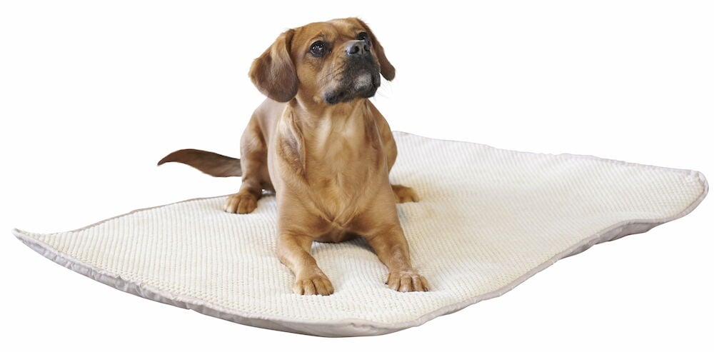 Hund ligger på beige filt med mjuk yta.