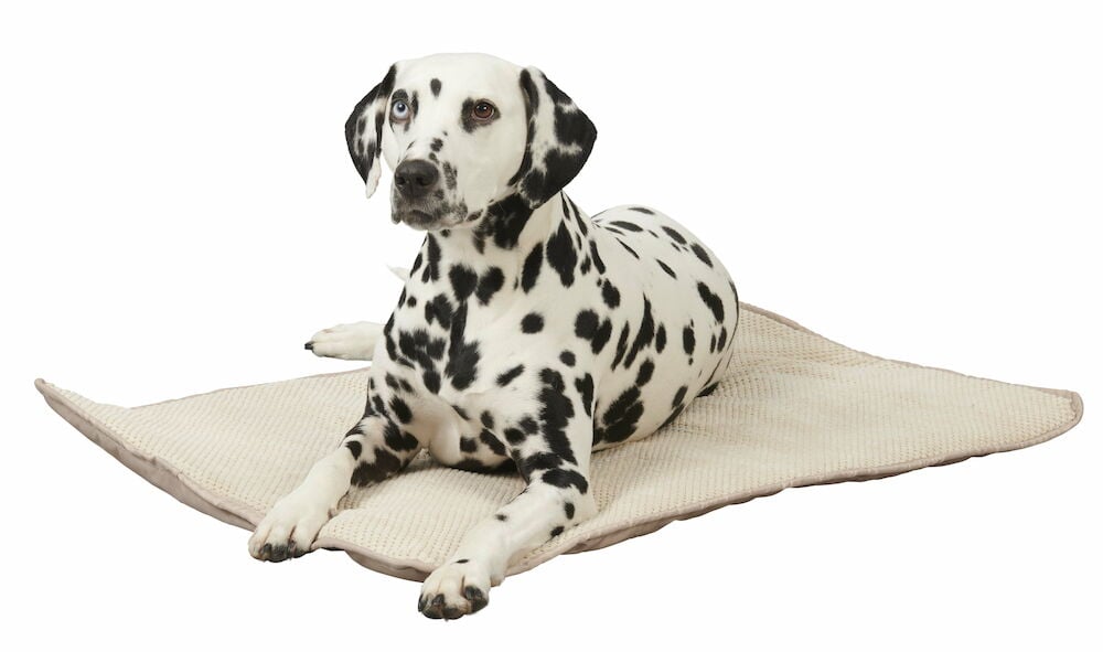 Dalmatiner hund ligger på beige hundfilt.