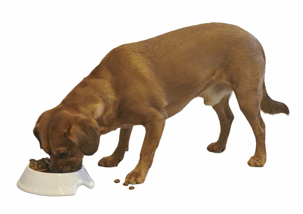 Brun hund äter ur vit matskål på golvet.