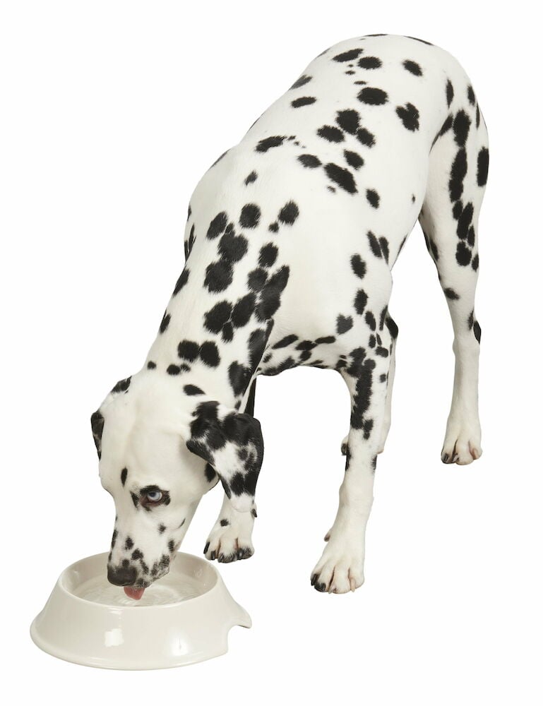 Dalmatiner dricker ur varmvit matskål i stengods.