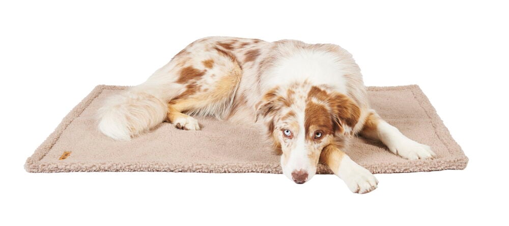 Hund ligger på beige sherpa fleecefilt.