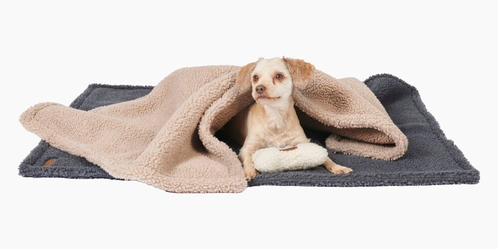 Hund ligger på mjuk sherpa fleecefilt.