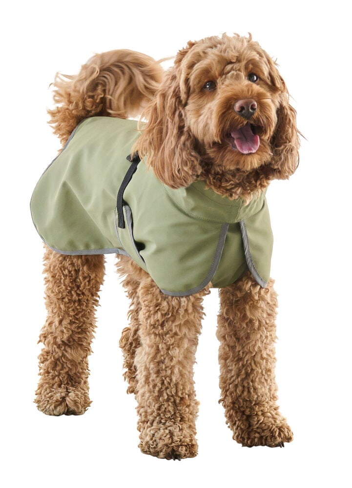 Regnjacka hund, året runt