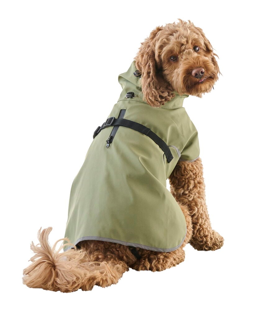 Regnjacka hund, året runt - 7