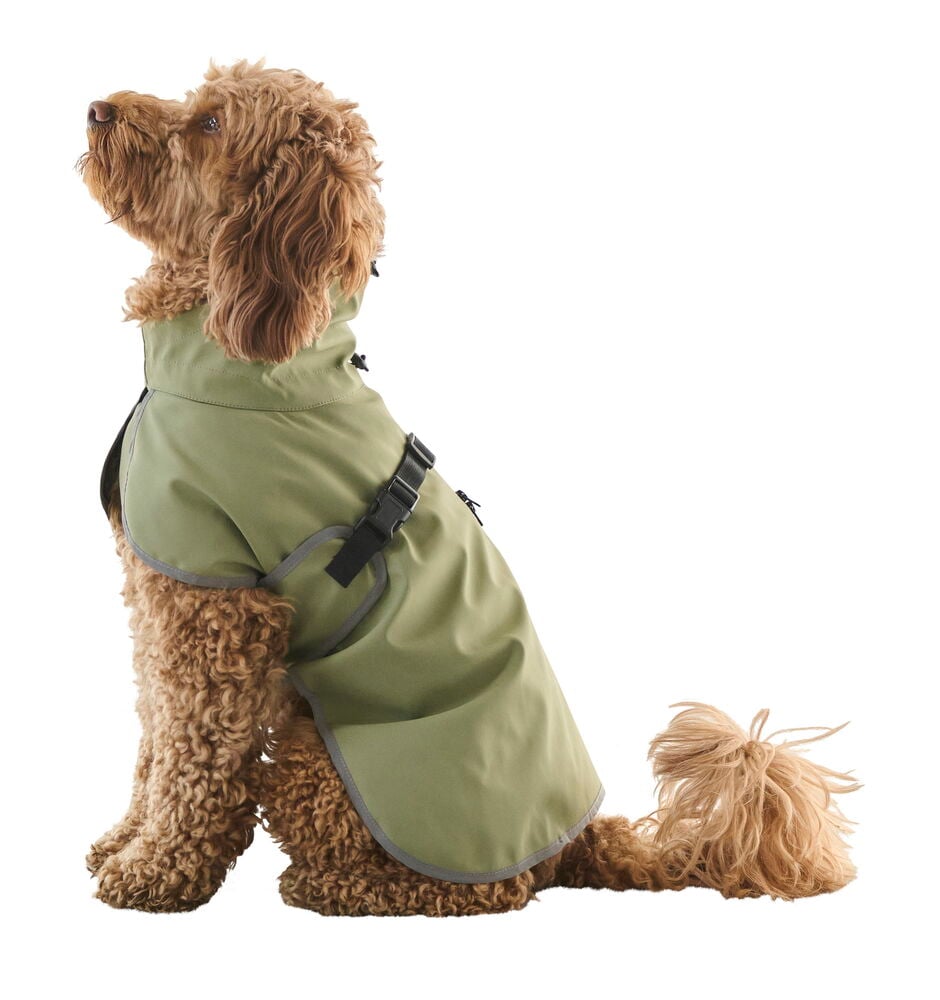 Regnjacka hund, året runt - 8