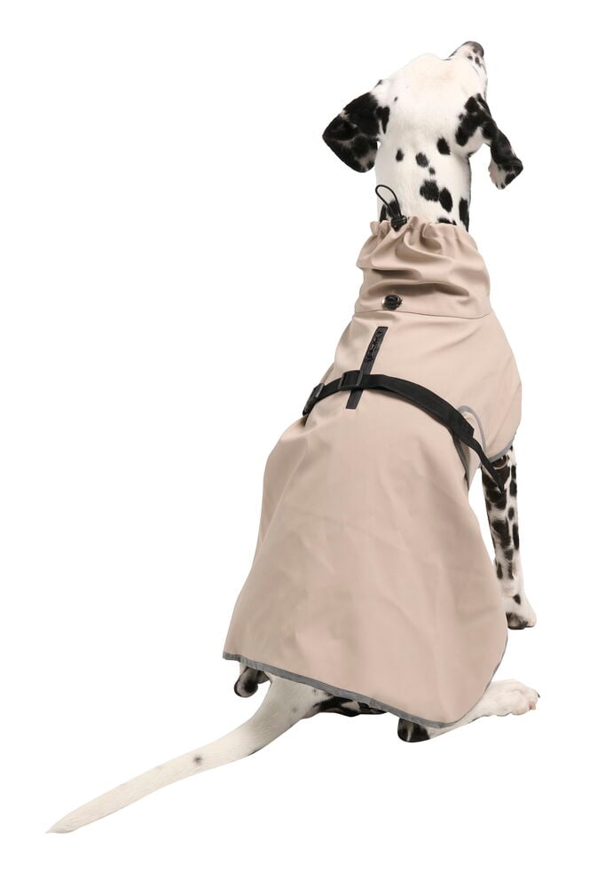 Regnjacka hund, året runt - 8