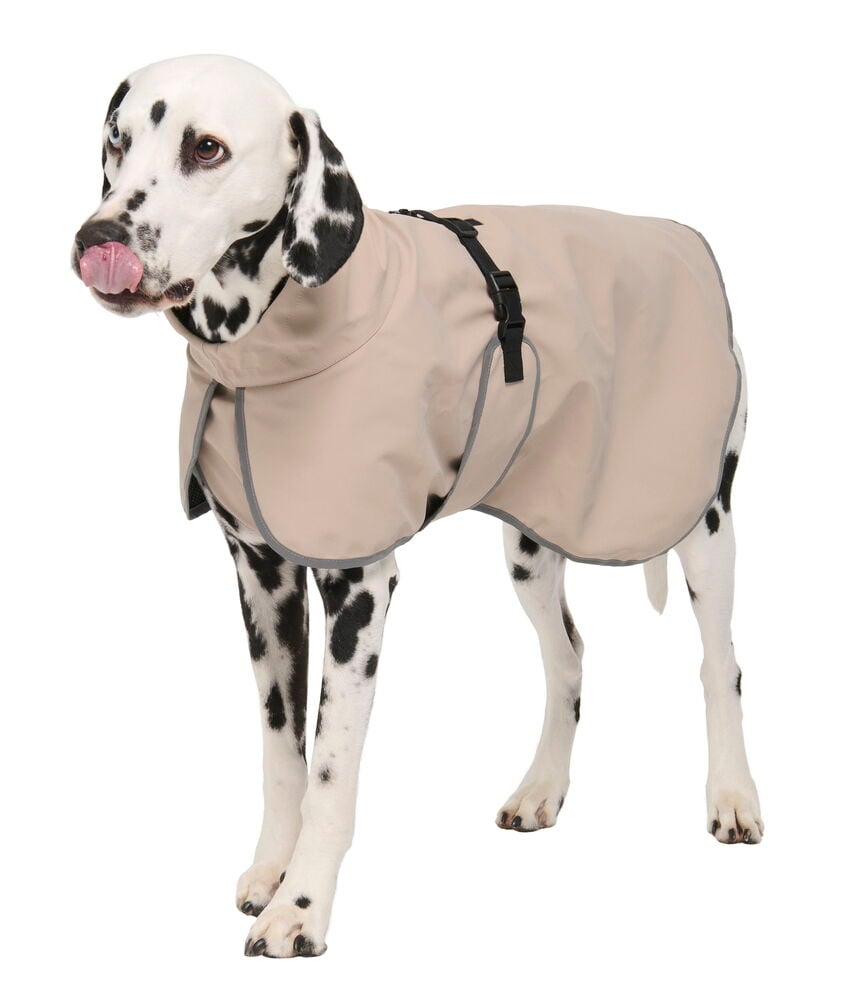 Regnjacka hund, året runt - 9