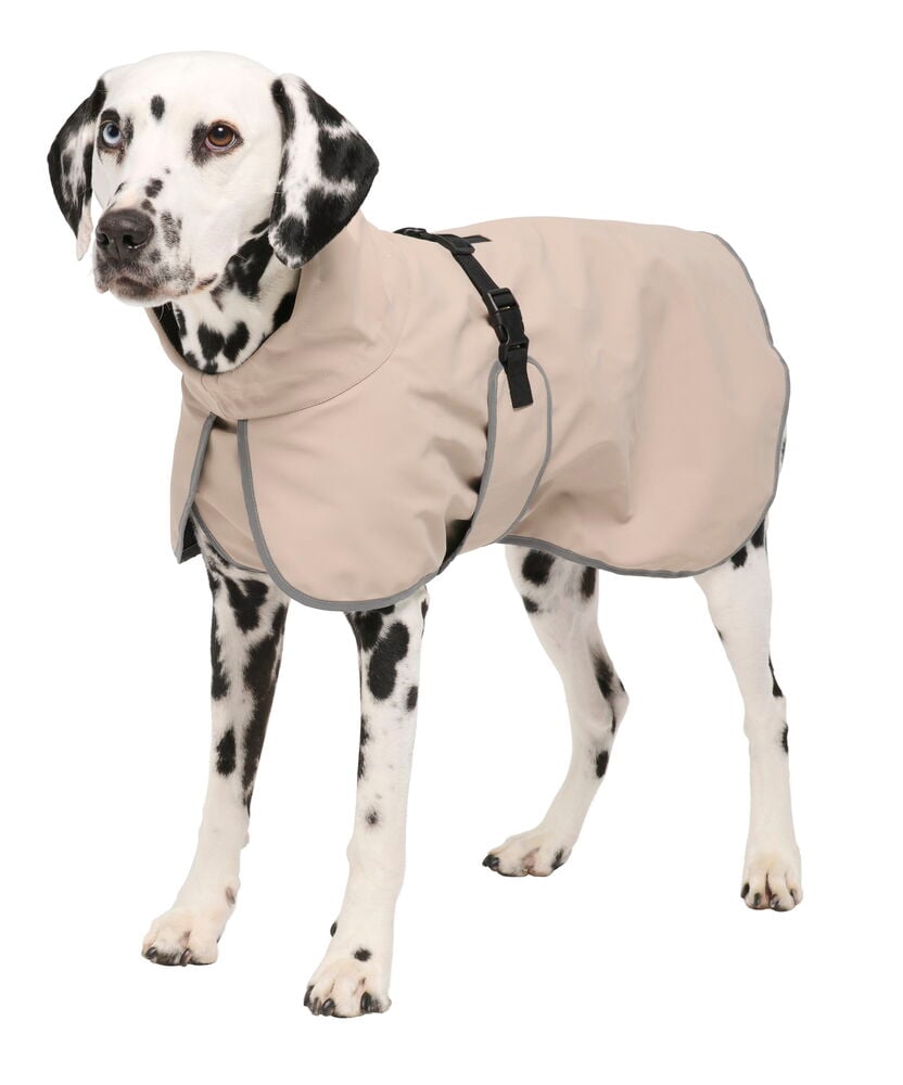 Regnjacka hund, året runt