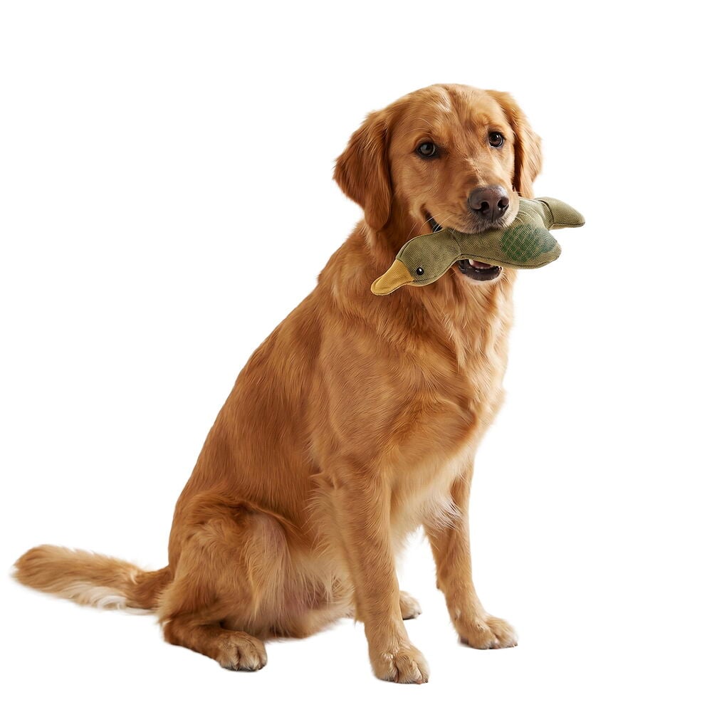Golden retriever holder en grønn andeformet Hundeleke Pet Club Canvas Forest Animals i munnen.