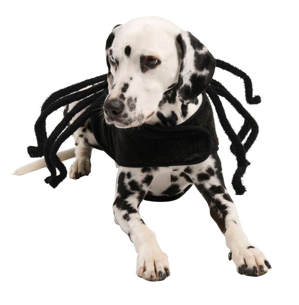 Kostyme til hund og katt Spider - 3