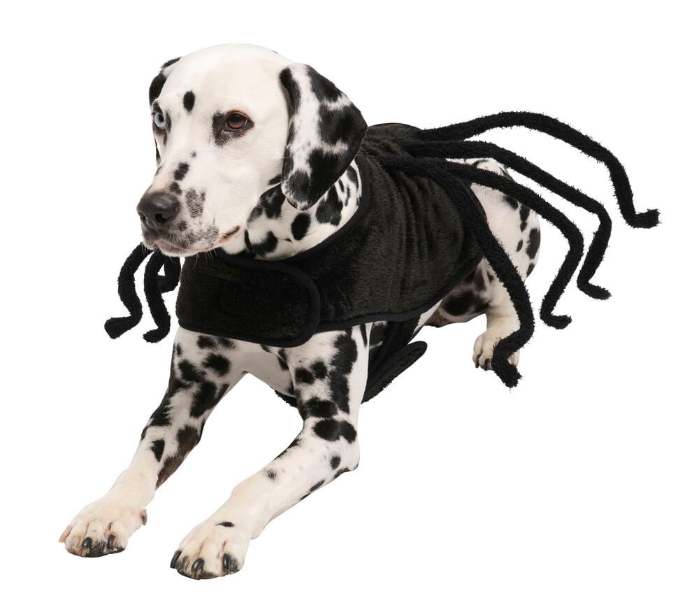 Kostüm für Hund und Katze Spider