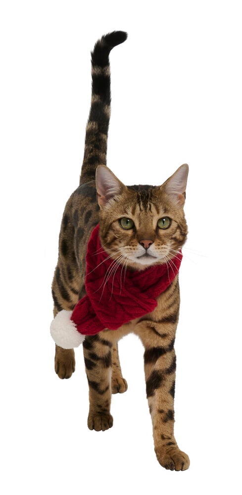 Weihnachtsschal, Haustier