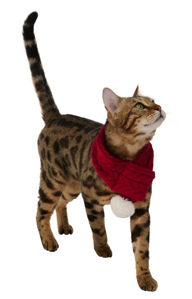 Julscarf, husdjur - 2