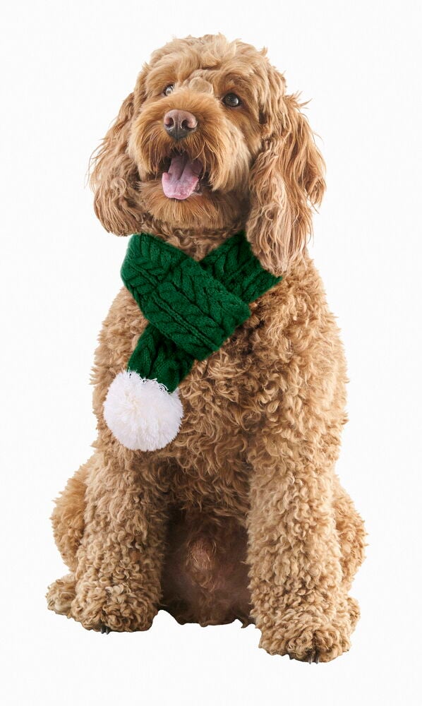Ein brauner lockiger Hund trägt einen grünen Zopfmuster-Weihnachtsschal mit einem weißen Bommel.