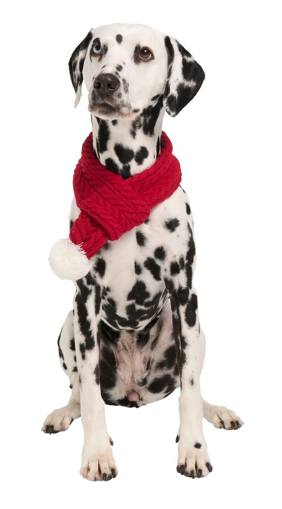 Weihnachtsschal, Haustier