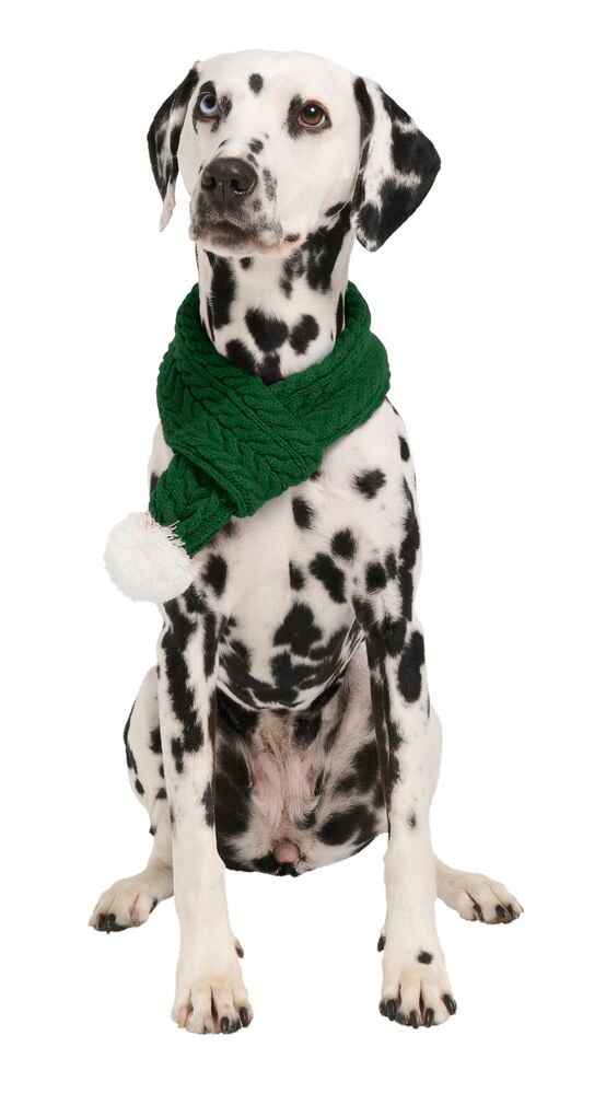 Ein Dalmatinerhund trägt einen grünen, gestrickten Weihnachtsschal, Haustier mit einem weißen Bommel.