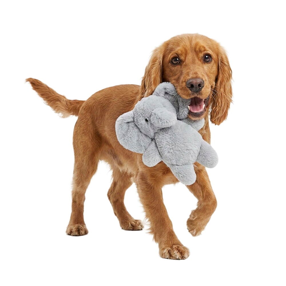 Hund som holder en grå elefant Hundeleke Pet Club Furry Sweetheart Blandede design.
