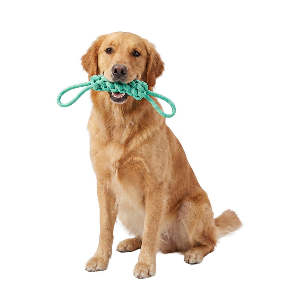 Mintunvihreä Koiran lelu Rope Pet Club Sekalaisia malleja, jota pitelee istuva kultainennoutaja.