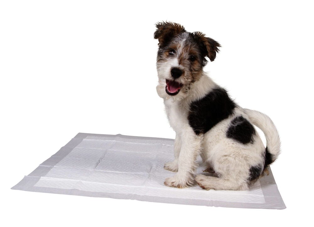 Valp sitter på vit absorberande valpmatta.