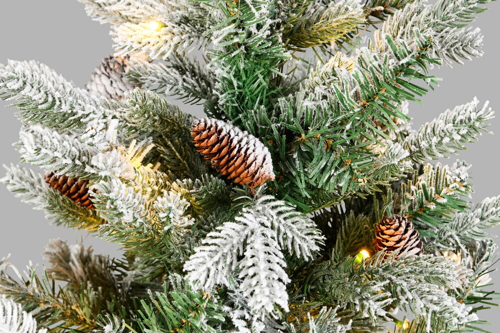 Julgran Colorado - 4