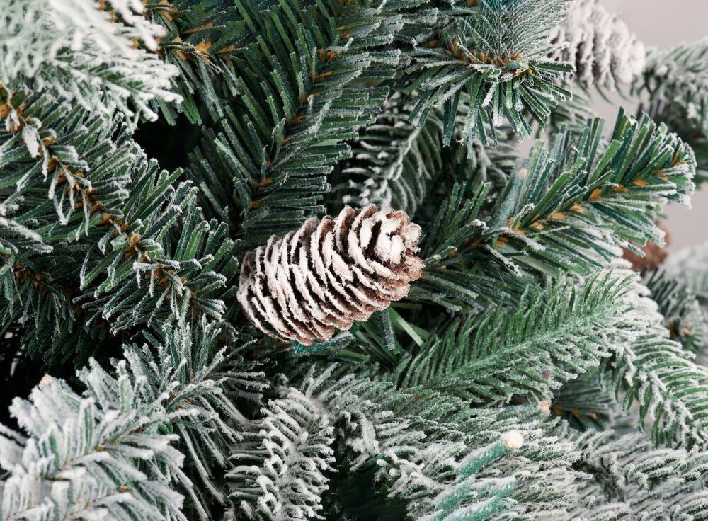 Julgran Colorado - 2