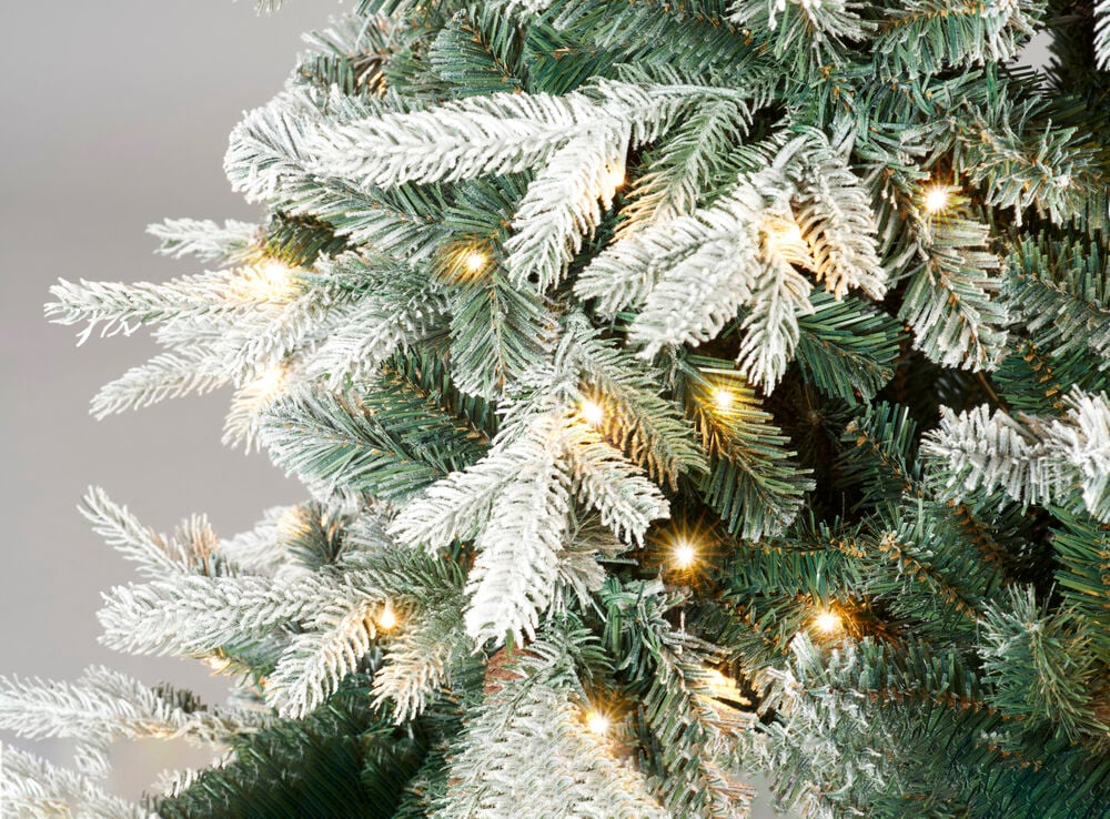 Julgran Colorado - 4