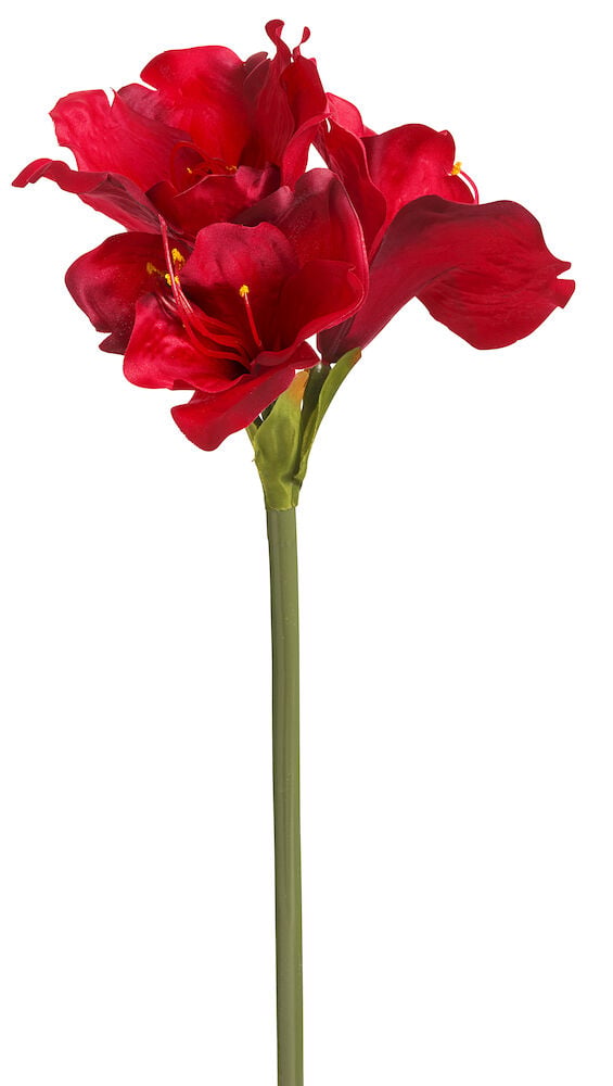 Amaryllis