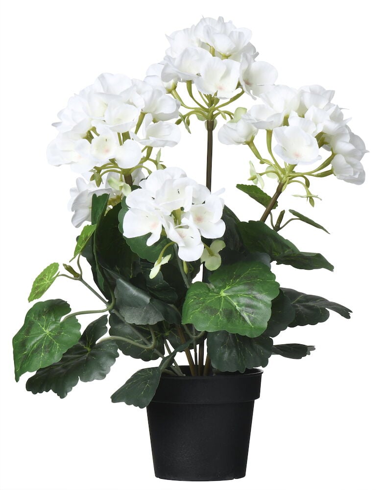 Valkoinen pelargoni ruukussa vihreine lehtineen.