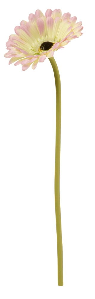 Gerbera 34 cm Eri värejä kukka, jossa on vaaleanpunaisia terälehtiä, kellanvihreä keskusta ja pitkä vihreä varsi.