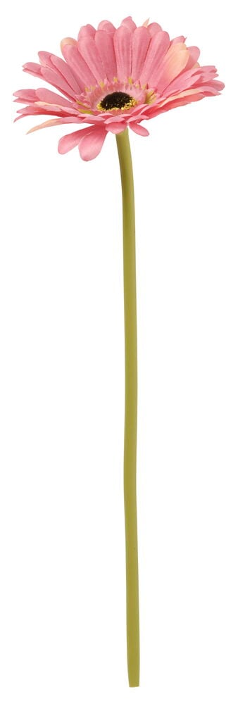 Vaaleanpunainen Gerbera kukka, 34 cm pitkä, jossa tumma keskusta ja ohut vihreä varsi.