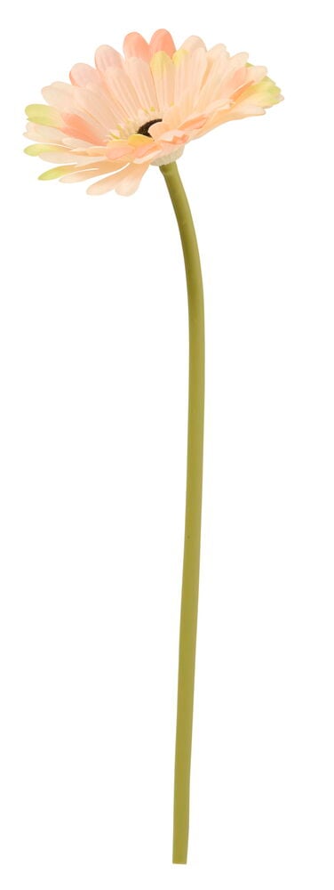 Yksittäinen tekogerbera-kukka, jossa persikanvärisiä ja vaaleanvihreitä terälehtiä, tumma keskusta ja pitkä oliivinvihreä varsi.
