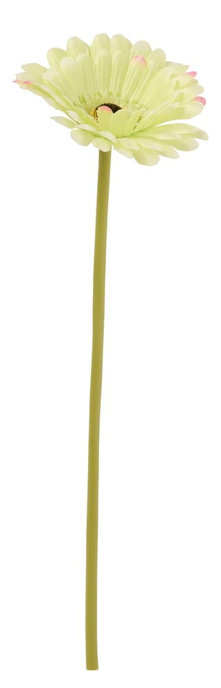 Gerbera 34 cm Eri värejä, jossa vaaleanvihreät terälehdet, vaaleanpunaiset kärjet ja pitkä vihreä varsi.