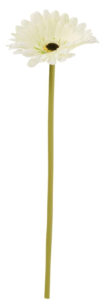 Yksittäinen keinotekoinen Gerbera 34 cm kukka sisältää kermanvalkoiset terälehdet, tumman keskustan ja pitkän vihreän varren.