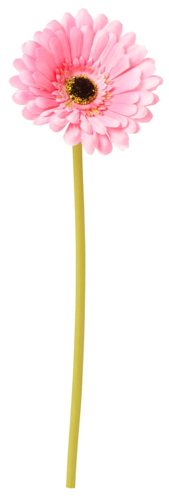 Vaaleanpunainen keinotekoinen gerberakukka, jossa on pitkä vihreä varsi.