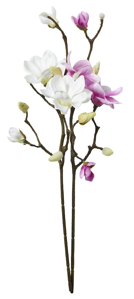 Oksa Magnolia