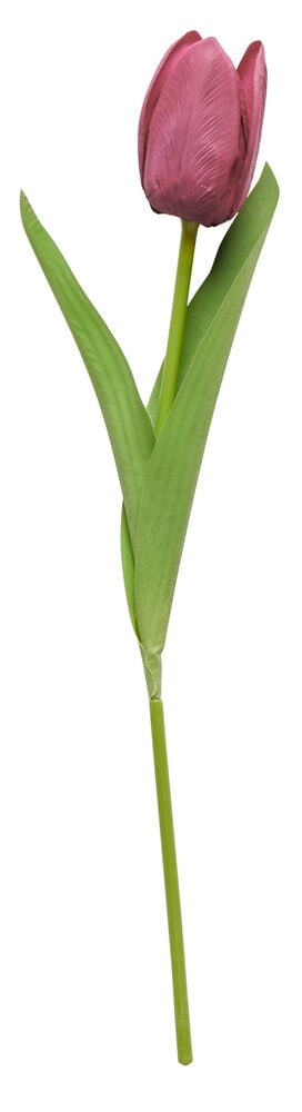 Violetti tekotulppaani vihreillä lehdillä.