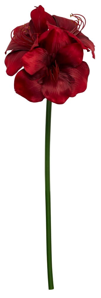 En rød amaryllis med flere blomster på en lang grønn stilk, presentert mot en hvit bakgrunn.
