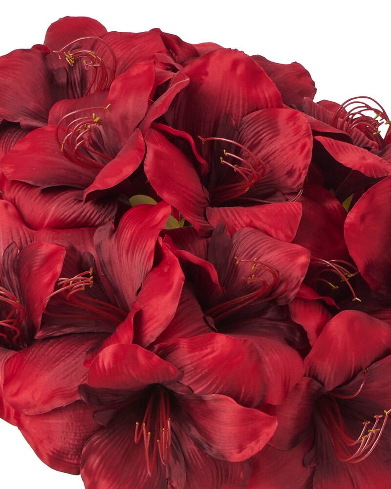 Nærbilde av mange levende røde Amaryllis blomster, 65 cm.